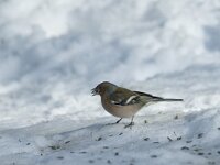Fringilla coelebs 3, Vink, male, Saxifraga-Jan van der Straaten