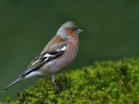 Vink  Vink te Garderen : Fringilla coelebs