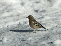Fringilla coelebs 4, Vink, male, Saxifraga-Jan van der Straaten