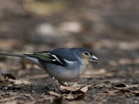 Fringilla coelebs palmae 49, male, Saxifraga-Mark Zekhuis