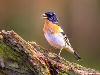 Brambling passerine bird  Brambling (Fringilla montifringilla) passerine bird on branch with brown background : Belgium, Finland, Netherlands, Songbird, animal, asia, background, beautiful, bird, birdwatching, black, brambling, branch, europe, european, feather, finch, forest, france, fringilla, garden, germany, green, male, migratory, montifringilla, mountain, natural, nature, norway, orange, ornithology, passerine, perched, plumage, poland, russia, scandinavia, season, sitting, spring, sweden, tree, wild, wildlife, wings, winter, wood, woodland