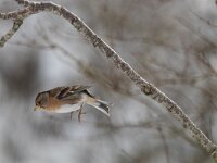 Fringilla montifringilla 17, Keep, Saxifraga-Mark Zekhuis