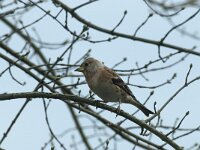 Fringilla montifringilla 20, Keep, Saxifraga-Willem van Kruijsbergen