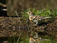Fringilla montifringilla 28, Keep, adult, female, Saxifraga-Theo Verstrael
