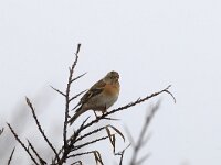 Fringilla montifringilla 5, Keep, Saxifraga-Piet Munsterman