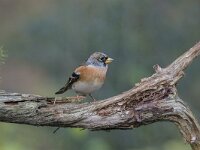 Fringilla montifringilla 56, Keep, Saxifraga-Luuk Vermeer