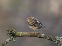 Fringilla montifringilla 57, Keep, Saxifraga-Luuk Vermeer