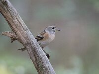 Fringilla montifringilla 61, Keep, Saxifraga-Luuk Vermeer