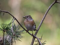 Fringilla montifringilla 62, Keep, Saxifraga-Luuk Vermeer