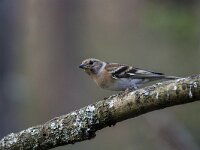 Fringilla montifringilla 65, Keep, Saxifraga-Luuk Vermeer