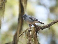 Fringilla teydea 11, Blauwe vink, adult, male, Saxifraga-Theo Verstrael