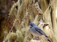 Fringilla teydea 14, Blauwe vink, adult, male, Saxifraga-Theo Verstrael