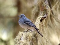 Fringilla teydea 15, Blauwe vink, adult, male, Saxifraga-Theo Verstrael
