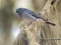 Fringilla teydea 17, Blauwe vink, adult, male, Saxifraga-Theo Verstrael