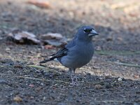 Fringilla teydea 2, Blauwe vink, Saxifraga-Henk Baptist
