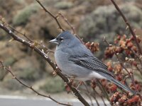 Fringilla teydea 5, Blauwe vink, Saxifraga-Rob Felix : Animalia, Aves, Chordata, animal, bird, dier, dieren, gewervelde dieren, vertebraat, vertebrate, vogel, vogels