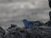 Fringilla teydea 7, Blauwe vink, Saxifraga-Dirk Hilbers