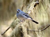 Fringilla teydea 8, Blauwe vink, Saxifraga-Theo Verstrael