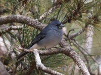 Fringilla teydea 9, Blauwe Vvnk, Saxifraga-Henk Baptist