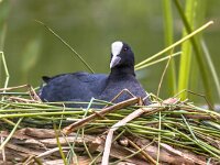 Breeding Eurasian Coot  Breeding Eurasian Coot (Fulica atra) on nest in pond of public park : Eurasian, Netherlands, adult, animal, animals, atra, background, bird, birds, black, breed, breeding, britain, british, brood, brooding, common, coot, europe, fauna, feathers, forest, friesland, fulica, grass, groningen, lake, lebewesen, london, marsh, meerkoet, nature, nest, nesting, pond, reed, reproduction, riparian, river, spring, swamp, swim, uk, water, water-bird, wetlands, white, wild, wildlife, zone
