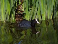 Meerkoet  Meerkoet aan de nestbouw : Fulica atra