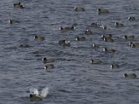Fulica atra 22, Meerkoet, Saxifraga-Jan Nijendijk