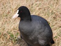 Fulica atra 24, Meerkoet, Saxifraga-Bart Vastenhouw