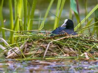 Breeding Common Coot  Breeding Common Coot (Fulica atra) on nest in pond of public park : Eurasian, Netherlands, adult, animal, animals, atra, background, bird, birds, black, breed, breeding, britain, british, brood, brooding, common, coot, europe, fauna, feathers, forest, friesland, fulica, grass, groningen, lake, lebewesen, london, marsh, meerkoet, nature, nest, nesting, pond, reed, reproduction, riparian, river, spring, swamp, swim, uk, water, water-bird, wetlands, white, wild, wildlife, zone