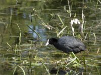 Fulica atra 72, Meerkoet, Saxifraga-Willem van Kruijsbergen