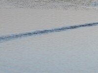 Fulica atra 74, Meerkoet, Saxifraga-Tom Heijnen