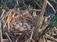Fulica atra 8, Meerkoet, Saxifraga-Piet Munsterman