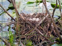 Fulica atra 86, Meerkoet, Saxifraga-Hans Grotenhuis