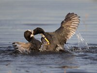 Fulica atra 88, Meerkoet, Saxifraga-Luc Hoogenstein
