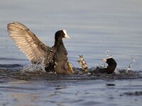 Fulica atra 89, Meerkoet, Saxifraga-Luc Hoogenstein