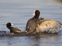 Fulica atra 91, Meerkoet, Saxifraga-Luc Hoogenstein