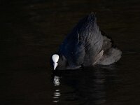 Fulica atra 94, Meerkoet, Saxifraga-Luc Hoogenstein