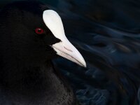 Fulica atra 95, Meerkoet, Saxifraga-Luc Hoogenstein