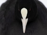 Fulica atra 98, Meerkoet, Saxifraga-Luc Hoogenstein