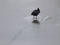 Fulica atra 99, Meerkoet, Saxifraga-Luc Hoogenstein