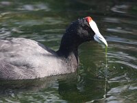 Fulica cristata 7, Knobbelmeerkoet, Saxifraga-Henk Baptist