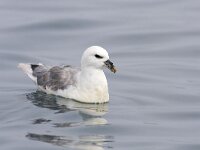 Noordse stormvogel, Fulmar, Fulmarus glacialis  Noordse stormvogel, Fulmar, Fulmarus glacialis : Den Helder, Fulmar, Fulmarus glacialis, Nederland, Noordse stormvogel, Noordzee, North Sea, autumn, bird, herfst, migrating bird, najaar, noord-Holland, pelagic, pelagisch, sea, sea bird, september, swimming, the Netherlands, trekvogel, vogel, water, zee, zeevogel, zwemmend