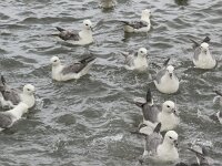 Fulmarus glacialis 14, Noordse stormvogel, Saxifraga-Rob Felix : Animalia, Aves, Chordata, animal, bird, dier, dieren, gewervelde dieren, vertebraat, vertebrate, vogel, vogels