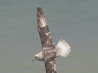Fulmarus glacialis 17, Noordse stormvogel, Saxifraga-Kees van Berkel : Ault2012, Blue Elephant