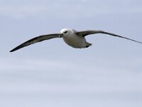 Fulmarus glacialis 22, Noordse stormvogel, Saxifraga-Harry van Oosterhout