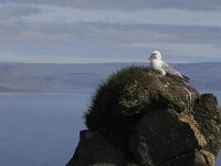 Fulmarus glacialis 23, Noordse stormvogel, Saxifraga-Harry van Oosterhout