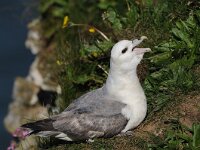 Fulmarus glacialis 27, Noordse stormvogel, Saxifraga-Joerg Mager