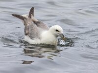 Fulmarus glacialis 28, Noordse stormvogel, Saxifraga-Bart Vastenhouw
