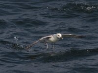 Fulmarus glacialis 7, Noordse stormvogel, Saxifraga-Mark Zekhuis