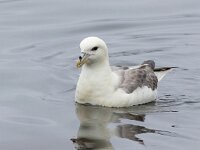 Fulmarus glacialis 85, Noordse stormvogel, Saxifraga-Bart Vastenhouw