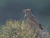 Galerida cristata 10, Kuifleeuwerik, Saxifraga-Piet Munsterman